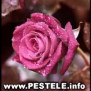 avatare poze roz background roz pantofiorii roz q7 roz notebook roz - Poze Avatar Roz