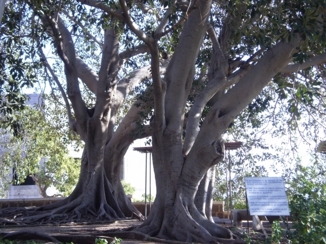 Arborele de cauciuc,Brazilia - Brazilia