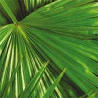 Palmierul Carnauba,Brazilia