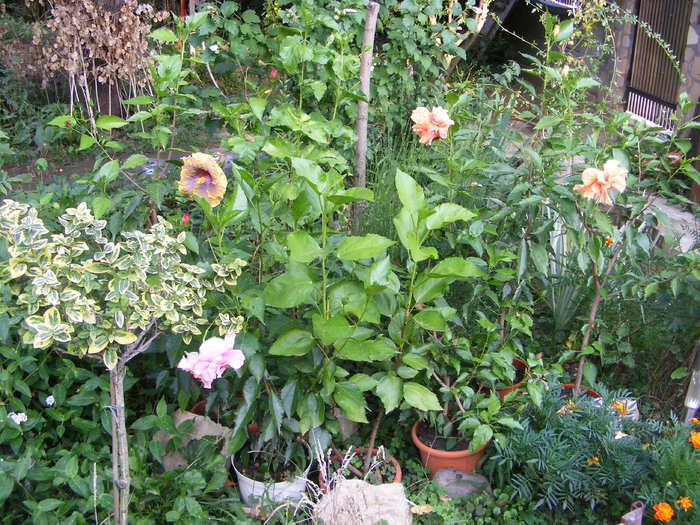 hibiscus de interior in ..... exterior - Flori si alte chestii 2010