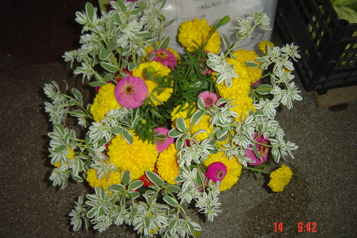 Picture 147 - florile mele in 2010