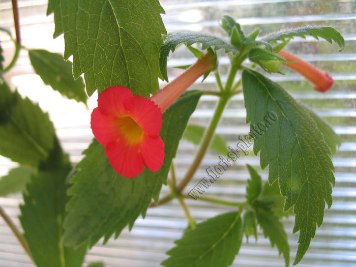 Achimenes Summer Sunset 6