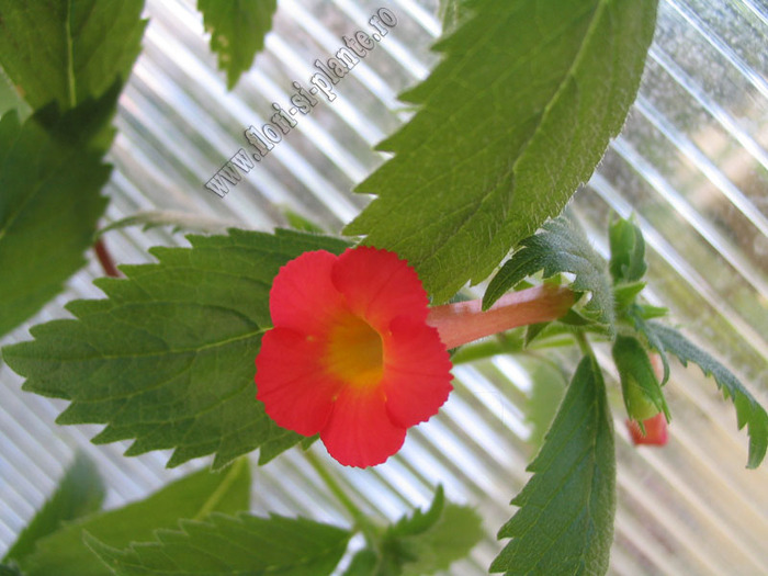 Achimenes Summer Sunset 7 - ACHIMENES I