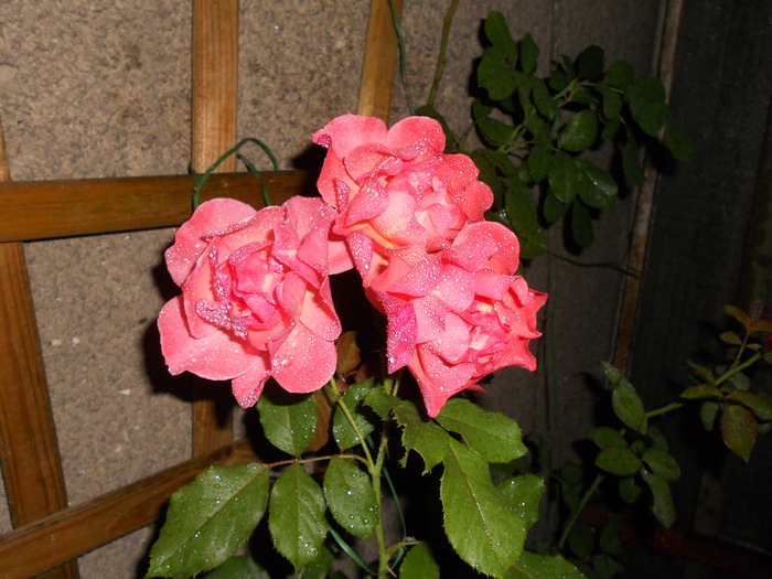 Rozes at ninght - Summer 2010
