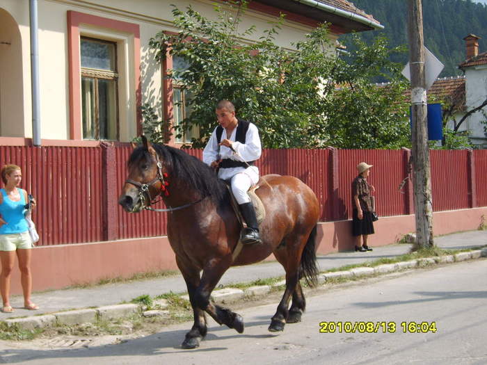 S8308806 - x Radu - armasar semigreu 4 ani-VANDUT