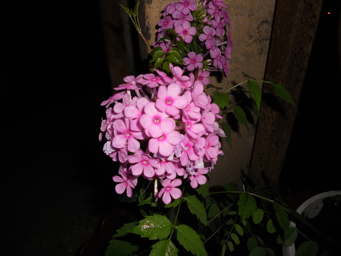 Phlox at night - Summer 2010