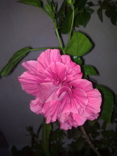 Trandafir japonez; Hibiscus batut
