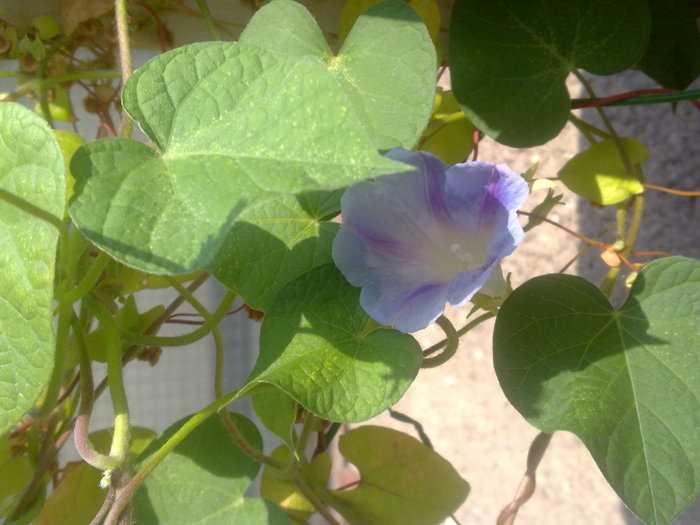 Zorea bleu - Summer 2010