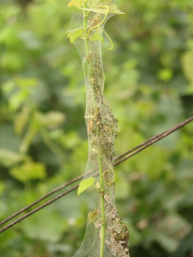 Atac omizi (Hyphantria sp.) - Alti daunatori ai vitei de vie