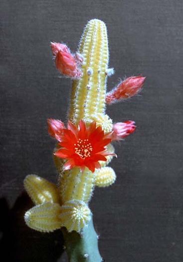 Lobivia silvestrii cv.aureus (flower1)