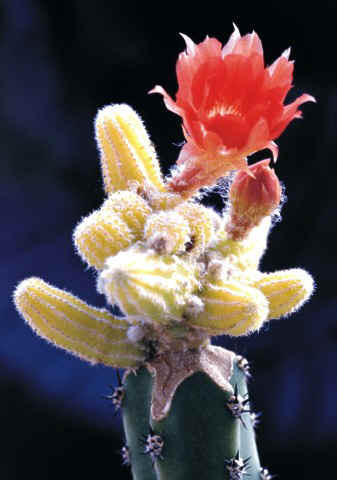 Lobivia silvestrii cv.aureus (flower)