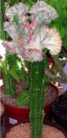 Euphorbia lactea cristata subf. variegata 2 - Euphorbia lactea cristata subf variegata