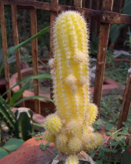 Lobivia silvestrii cv.aureus 10