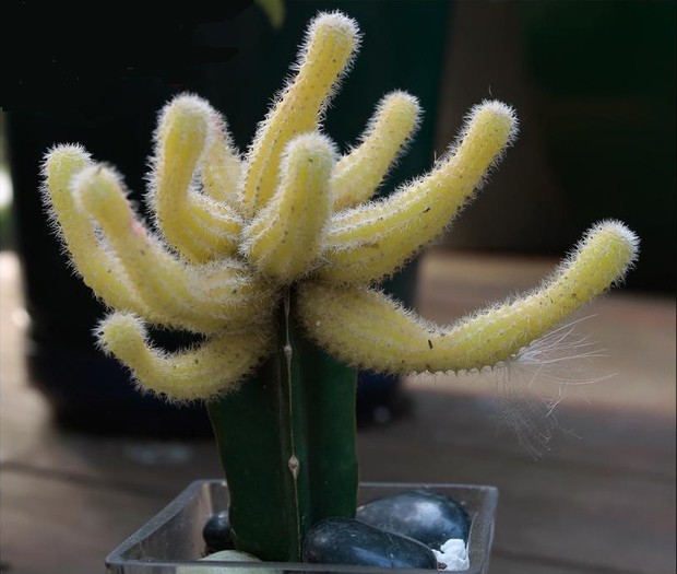 Lobivia silvestrii cv.aureus 11