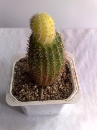 POZ 1 - 10 ron; Lobivia silvestrii cv aureus - 10 ron
