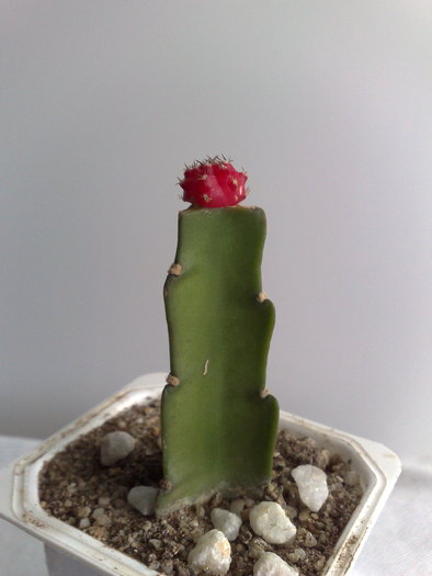 POZ 2 - 10 ron [VANDUT]; Gymnocalycium mihanovichii var friedrichii rubra - Red Hibotan - Ruby Ball, Red Cap
