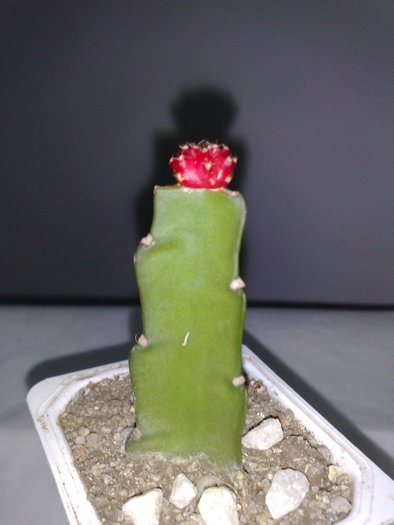 POZ 2 - 10 ron [VANDUT]; Gymnocalycium mihanovichii var friedrichii f rubra - Red Hibotan - Ruby Ball, Red Cap
