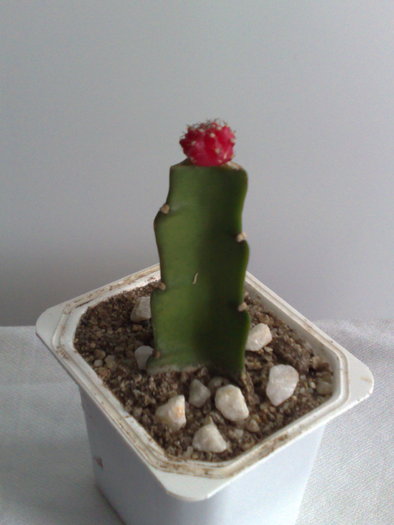 POZ 2 - 10 ron [VANDUT]; Gymnocalycium mihanovichii var friedrichii f rubra - Red Hibotan - Ruby Ball, Red Cap
