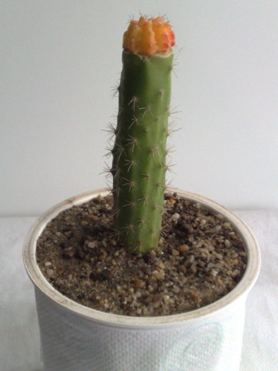 POZ 3 - 10 ron [VANDUT]; Gymnocalycium mihanovichii var friedrichii Orange Hibotan
