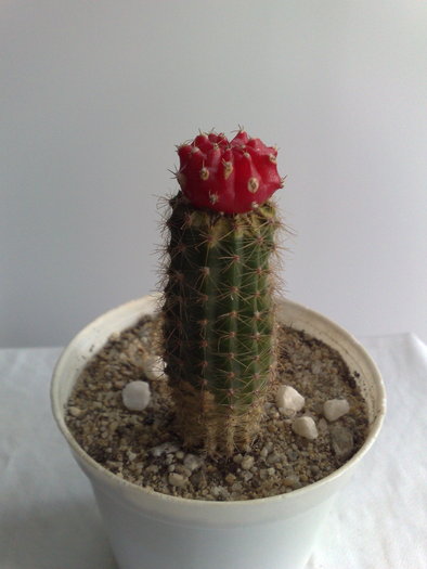 POZ 4 - 10 ron [VANDUT]; Gymnocalycium mihanovichii var friedrichii rubra - Red Hibotan - Ruby Ball, Red Cap
