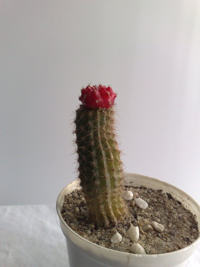 POZ 4 - 10 ron [VANDUT]; Gymnocalycium mihanovichii var friedrichii rubra - Red Hibotan - Ruby Ball, Red Cap
