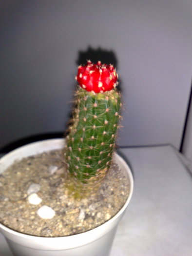 POZ 4 - 10 ron [VANDUT]; Gymnocalycium mihanovichii var friedrichii rubra - Red Hibotan - Ruby Ball, Red Cap
