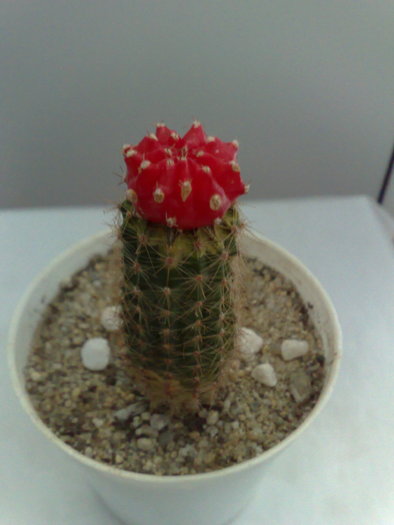 POZ 4 - 10 ron [VANDUT]; Gymnocalycium mihanovichii var friedrichii rubra - Red Hibotan - Ruby Ball, Red Cap
