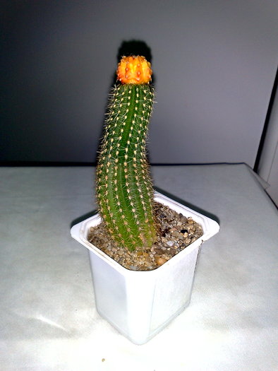 POZ 5 - 10 ron [VANDUT]; Gymnocalycium mihanovichii var friedrichii Orange Hibotan
