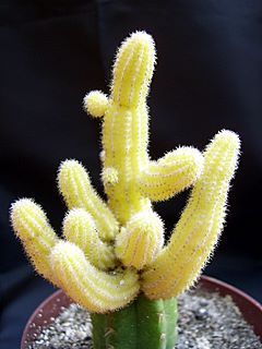 Lobivia silvestrii cv aureus; Synonyms Chamaecereus silvestrii cv aureus,Echinopsis silvestrii cv aureus,
Echinopsis silvestrii f.
