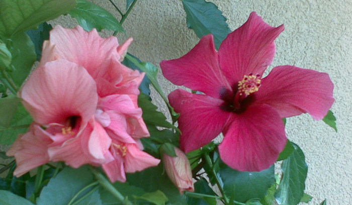 prietenie - Hibiscus