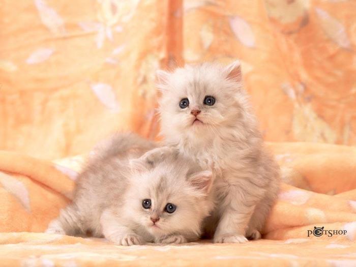 Doua pisicute - Cele mai dragute poze cu animale