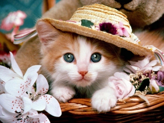 Cat fancy - Cele mai dragute poze cu animale