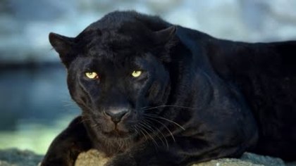 Black Panther - animale