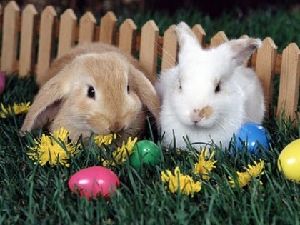 Easter-Egg-Hunt - animale