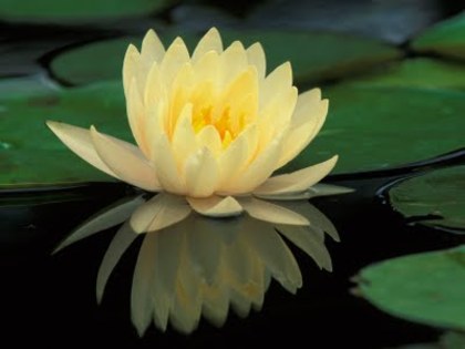Hybrid_Water_Lily - flory_floricele