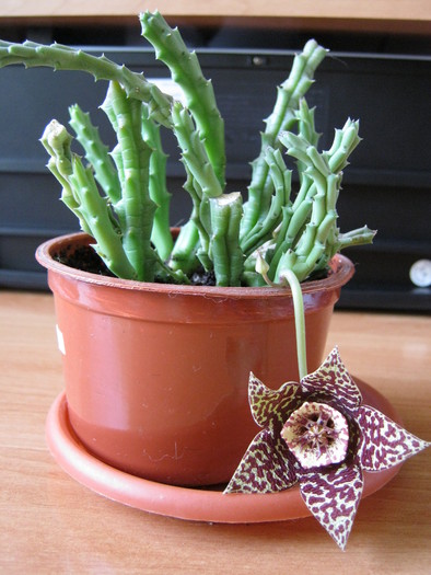 Orbea variegata-centru pentagonal - Asclepiadaceae