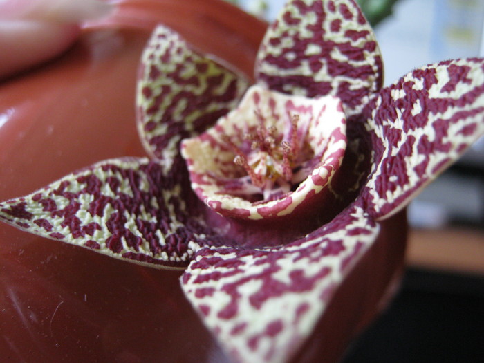 Orbea variegata-centru pentagonal - Asclepiadaceae