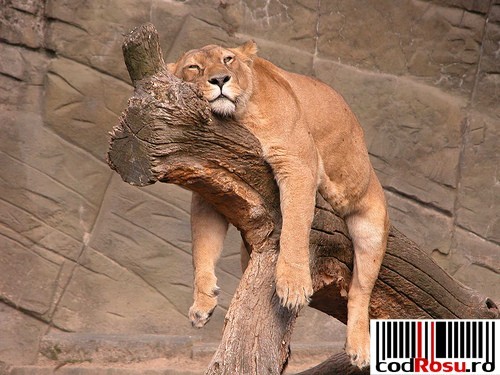 O leoaica plictisita - Cele mai dragute poze cu animale