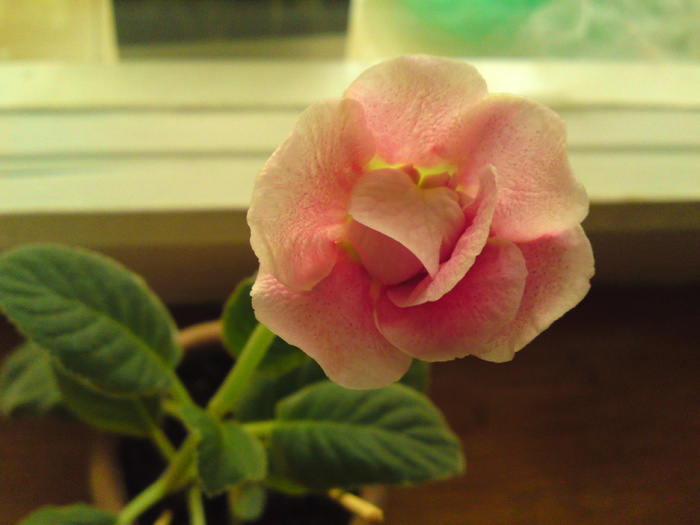 O fi gloxinie slipper?-16 aug. - Gloxinii 2006-2010