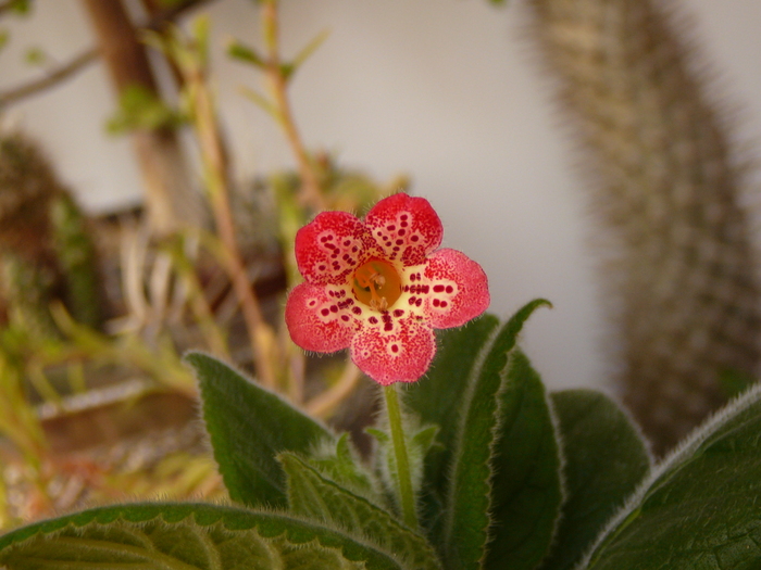 kohleria Manchu - Kohleria