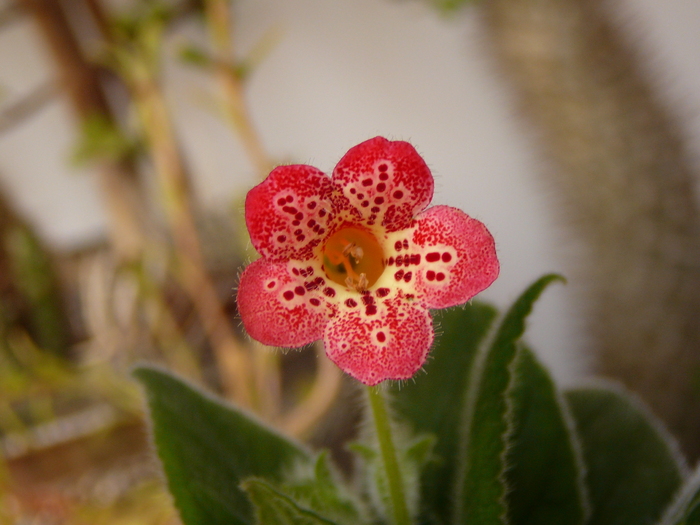 Manchu - Kohleria