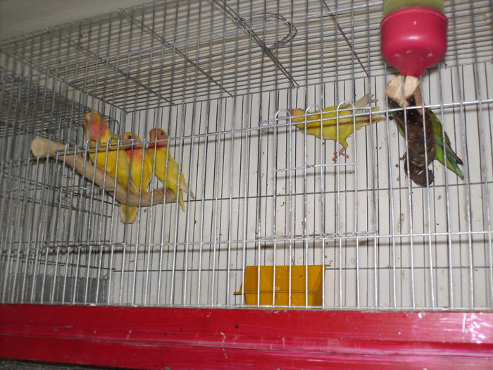 HPIM3108 - Agapornis-Matca-13