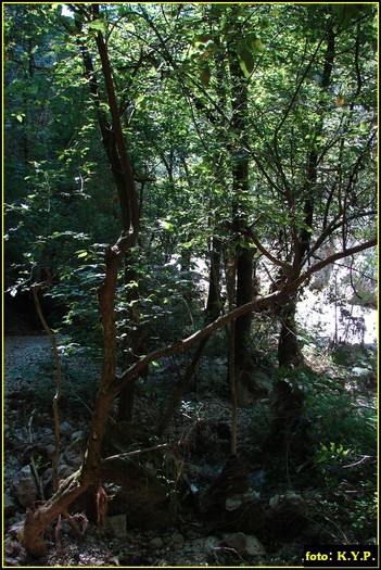 DSC07758 - Cheile Turzii - august 2010