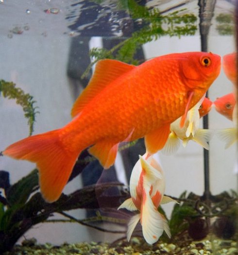 goldfish3_a[1] - pesti de acvariu