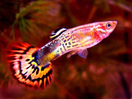 guppy-fish[1] - pesti de acvariu