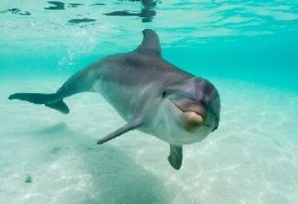 delfin6[1] - delfini