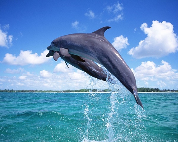 delfini4[1] - delfini