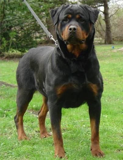 rottweiler_asti_op_461x600[1]