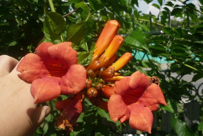 Bignonia sau trompetica ingerasului - Bignonia