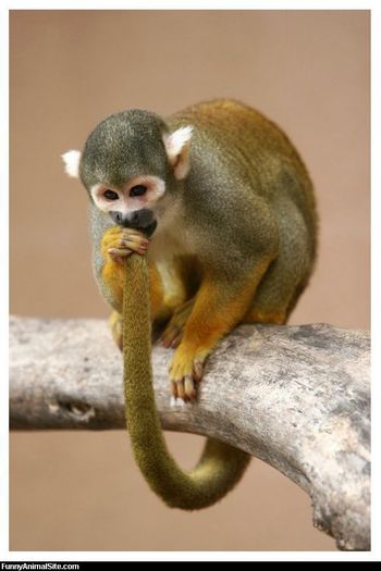 poze-haioase-poze-amuzante-a-nimale-maimute-umflat[1] - maimutici